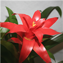 /fileuploads/Produtos/Plantas Naturais/thumb__Isisflor_Duo_Bromelia_02.png